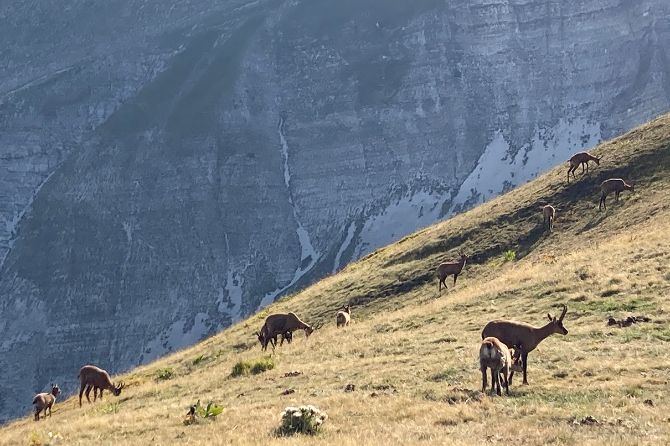 Data Card - La coesione e gli ecosistemi resilienti in montagna